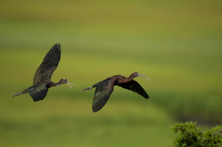 A juvenile Glossy Ibis flies after its parent calling out on a sunny morning with a smooth green marsh grass background.の写真素材