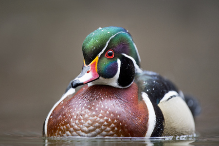 A male Wood Duck close up with snow flakes on its colorful head.の写真素材
