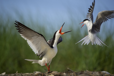 A Common Tern attacks a Black Skimmer on the beach by flying around it on a bright sunny day.の写真素材