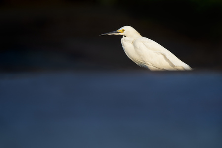 A Snowy Egret in the morning sun with a smooth blue reflection in the foreground.