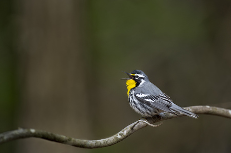 A striking Yellow-throated Warbler sings loudly on an open curved branch in soft light with a smooth...