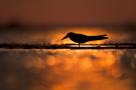 A Black Skimmer silhouetted against the vibrant orange of the setting sun in the water.