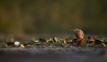 A Green Heron stands motionless in the lilly pads in the early morning sun waiting for some food to swim by.の写真素材