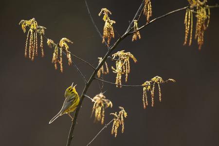 A Prairie Warbler sings loudly while perched in a branch with fresh spring growth while glowing in...