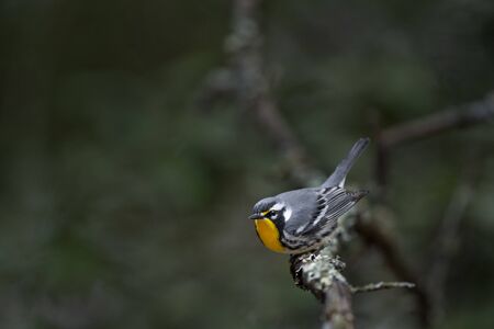 A Yellow-throated Warbler perched on a branch in a funny pose as it gets ready to take off.の写真素材