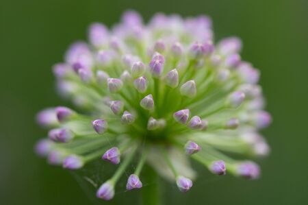 A detailed close up of a purple and white flower with some spider webs and a smooth green background.の写真素材