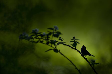 A Chestnut-sided Warbler sings out loud while perched on a thorny branch silhouetted against a bright green background.の写真素材