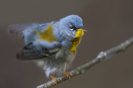 A close up portrait of a Northern Parula shaking out its feathers while its head stays completely stationary on a smooth brown background.の写真素材
