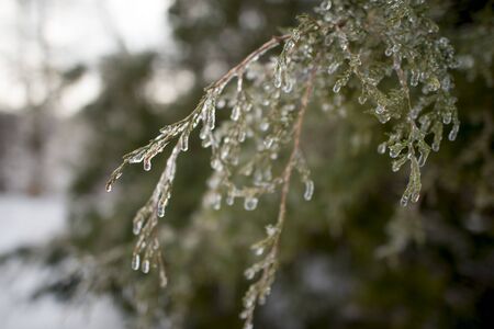 A bunch of branches covered in ice and water drops on a cold winter day with soft overcast light.の写真素材