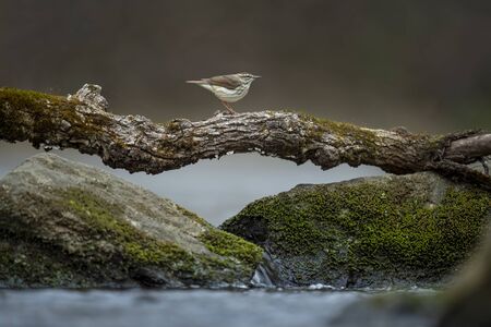 A Louisiana Waterthrush walks across a log that is a bridge over two boulders with flowing water underneath.の写真素材