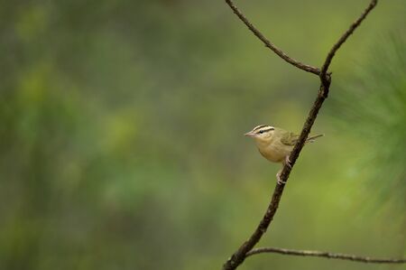 A Worm-eating Warbler perched on a branch of pine with a textured green background in soft overcast light.の写真素材