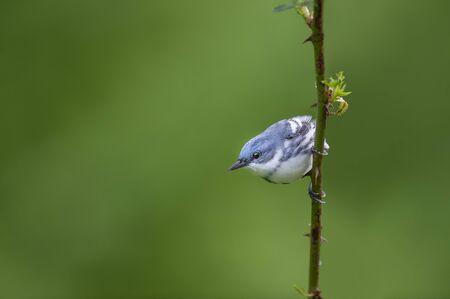 A blue and white Cerulean Warbler clings to a vertical thorny perch with a smooth green background in soft light.の写真素材