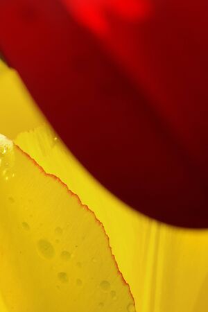 An abstract close up of Tulip flower petals of bright yellow and red contrasting each other with water drops on them.の写真素材