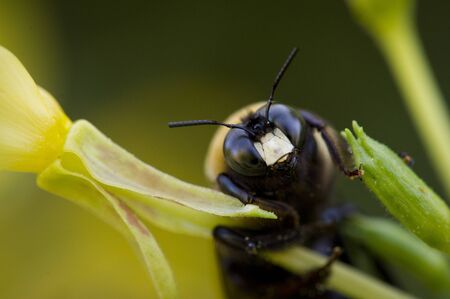 A close up detailed photo of the head of a bee with its antennae standing out with green and yellow plants.の写真素材