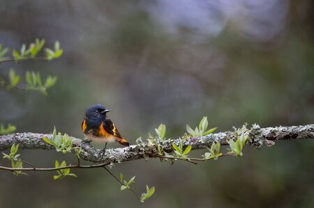 A uniquely colored black and orange American Redstart perched on a heavily textured branch covered in green lichen with bright green spring leaves around it.の写真素材