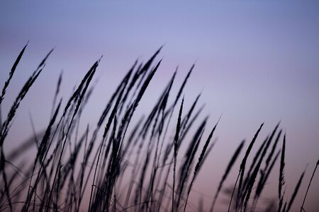 A silhouette of beach dune grass against a pastel purple and blue dawn sky just before sunrise.の写真素材
