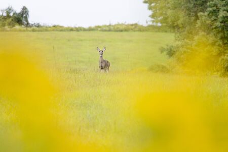 A whitetail deer looks on from an open grass field with a blurred yellow foreground of yellow...
