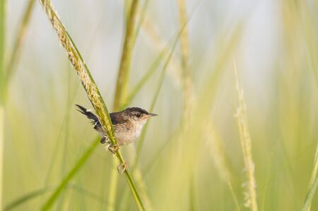 A small Marsh Wren perched on a piece of bright green marsh grasses in soft sunlight.の写真素材