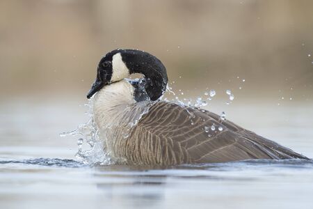 A Canada Goose splashes around in the water as it bathes in the soft sun with a smooth brown background.の写真素材