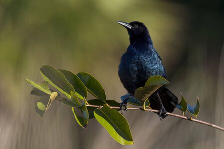 A black and iridescent blue  Common Grackle perched on a branch with bright green leaves in the bright sun.の写真素材