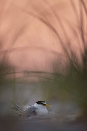 A Least Tern sits on a sandy beach with green dune grasses around it with a pastel pink sky behind it.の写真素材