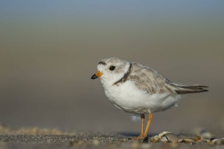 A close portrait of a Piping Plover standing on a sandy beach in the bright sun with a very smooth...