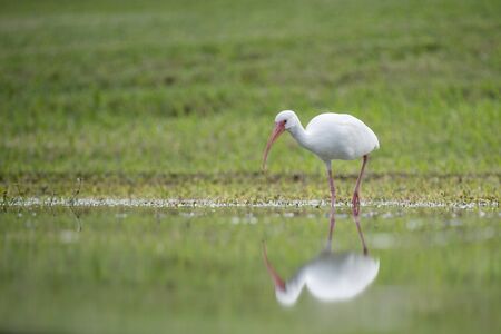 A White Ibis wades in shallow water with its reflection with a bright green grass background.の写真素材