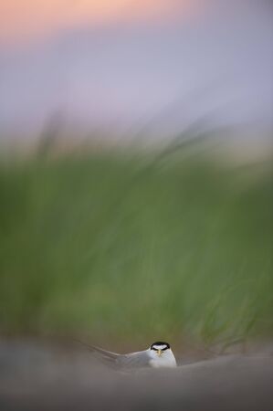 A Least Tern sits on a sandy beach in front of soft out of focus dune grasses with pastel purple and pink colors in the sky.の写真素材