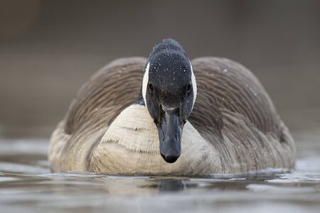 A close view of a Canada Goose head on as it swims in the water in the soft sunlight with a smooth brown background.の写真素材