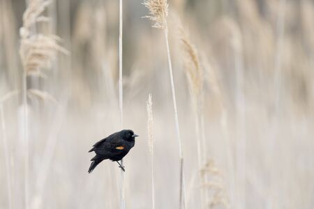 A male Red-winged Blackbird clings to a single phragmite reed in soft overcast light with a light brown background.の写真素材