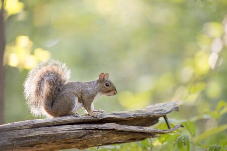 A Gray Squirrel sitting on a dead log with its tail glowing in the sun with a smooth green background.の写真素材