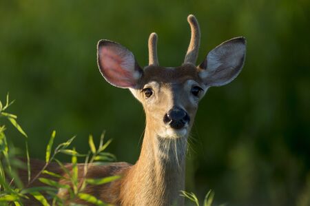 A young whitetail deer buck stares head on with its small antlers covered in velvet in the golden...