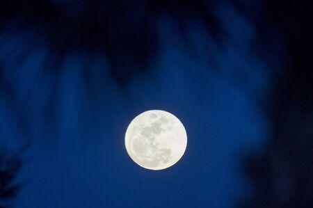 A bright white full moon in a deep blue sky with out of focus palm trees in the foreground.の写真素材