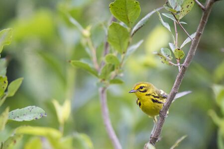 A small Prairie Warbler perched on an open branch surrounded by green leaves in soft light.の写真素材