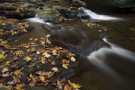 A small stream with flowing water and rocks is covered in colorful yellow and orange leaves.の写真素材