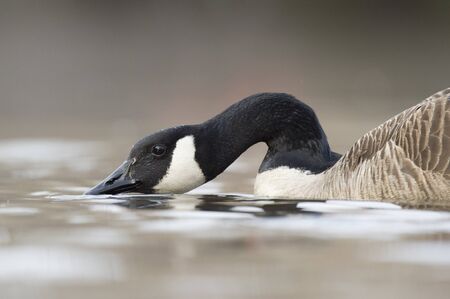 A Canada Goose bends its neck close to the water as its swims along with a smooth brown background in the soft sunlight.の写真素材