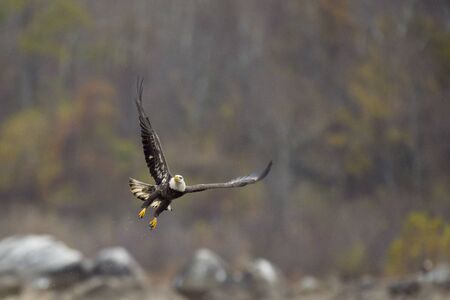 An adult Bald Eagle flies up with its talons hangind down after diving at the water with a smooth...