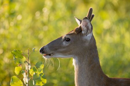 A young Whitetail Deer buck feeding on some bright green leaves as it glows in the golden morning sun.の写真素材