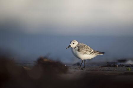 A Sanderling stands on the sandy beach in the soft evening sun with a smooth blue and white background.の写真素材