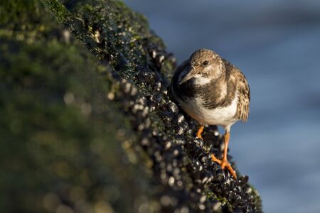 A Ruddy Turnstone stands on a steep jetty rock covered in mussells in the morning sun.の写真素材