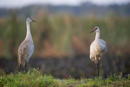 One Sandhill Crane stands tall while another faces the other direction in the soft morning light.の写真素材