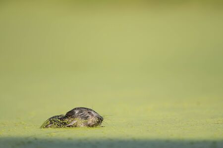 A Muskrat sits in shallow water covered in duckweed in the early morning sun with a smooth green...