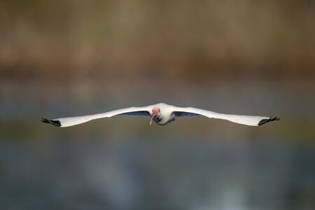 A White Ibis flies straight ahead in the bright sunlight with a smooth background.の写真素材