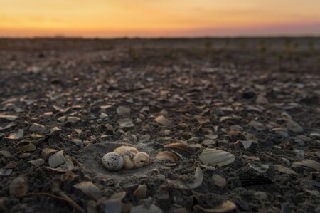 A baby chick Least Tern and an egg sit in a nest on a wide open beach covered with broken shells at sunrise with a colorful orange and pink sky in the background.の写真素材