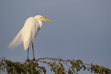 A large white Great Egret perched on top of a tree with a dark blue background in golden evening sunlight.の写真素材
