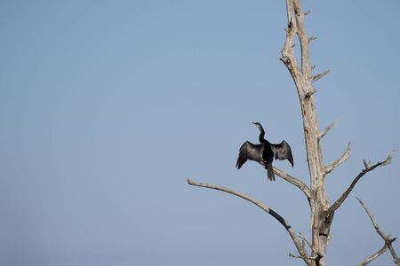 An Anhinga perched in a dead tree with its wings spread as it dries in the bright sun with a blue sky background.の写真素材
