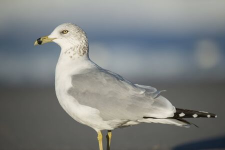 A Ring-billed Gull standing on the beach in the sunlight with a smooth brown and blue background.