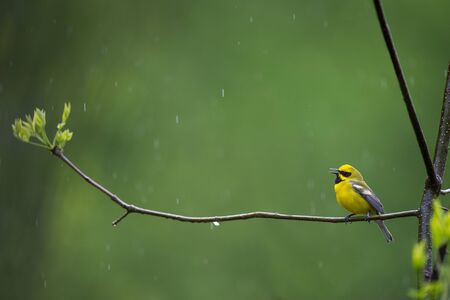 A hybrid Lawrence Warbler perched on an open branch with bright green sprouts and a smooth green background in the rain.の写真素材