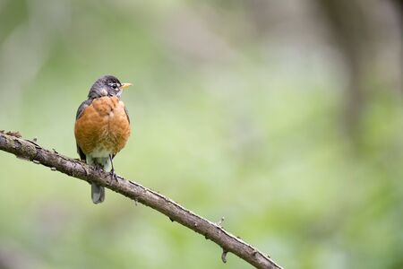 An American Robin perched on a dead branch in soft overcast light with a smooth green background.