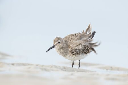 A light gray Dunlin ruffles its feathers in light wet sand in soft light with a smooth background.の写真素材